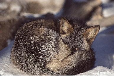 《碧蓝幻想》将举行8周年纪念直播 北京时间3月6日17点播出