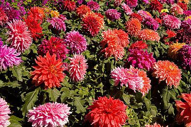 《寂静岭2：重制版》DLC开发中 或于明年公布